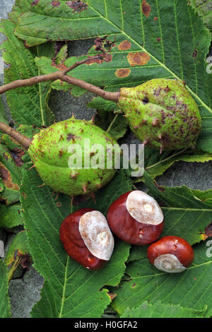 Rosskastanien, perfekt für Herbst Conkers in England, UK Stockfoto