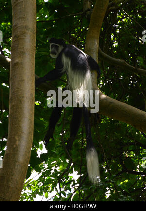 Black And White Colobus Affen sitzen auf einem Baum im Maramagambo-Wald Stockfoto