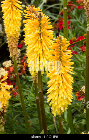 Orange-gelben Blüten der reichblühende Fackel Lilie, Kniphofia "Tawny König" Stockfoto