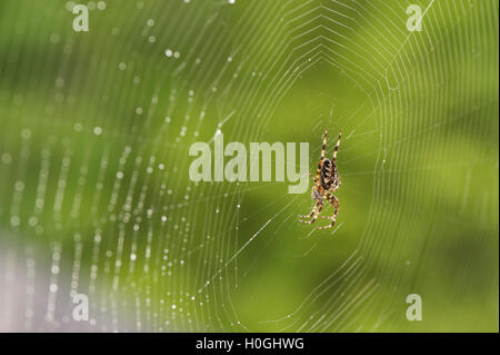 Beschäftigt die Spinnerei eines geometrischen Musters, eine gestreifte, Garten Spinne hängt an seinen feinen, seidigen, Orb Web - West Yorkshire, England. Stockfoto