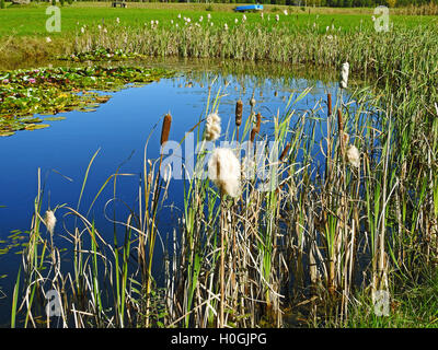 Blick auf den kleinen blauen See durch das Schilf Stockfoto