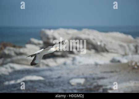 Cape Gannet (Morus Capensis) Stockfoto
