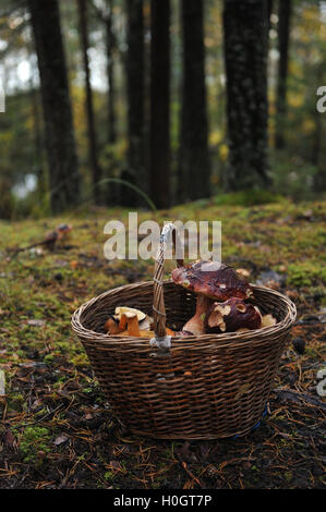 Nahaufnahme von den Korb mit Pilzen auf dem Boden im Wald Stockfoto