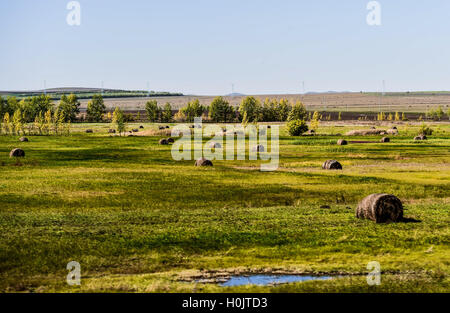 Hailar. 20. Sep, 2016. Foto aufgenommen am 20. September 2016 zeigt die Wiese nach der Ernte von Hulun Buir, Nord-China autonomen Region Innere Mongolei. Der Herbst kommt, das Grasland von Hulun Buir Vergilben und lokale Hirten sind damit beschäftigt, bei der Vorbereitung Winter Futter für Rinder. © Lian Zhen/Xinhua/Alamy Live-Nachrichten Stockfoto