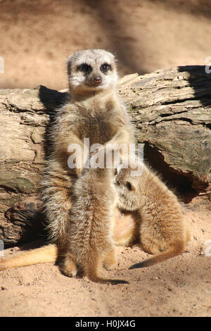 Sydney, Australien. 09. Sep, 2016. HANDOUT - zeigt ein Handout Bild am 21. September 2016 vom Taronga Zoo zur Verfügung gestellt die beiden südafrikanischen Erdmännchen, geboren im August 2016 mit Mutter Nairobi im Taronga Zoo in Sydney, Australien, 9. September 2016. Der Zoo in Sydney wartet seit sieben Jahren für Nachwuchs. Foto: TARONGA ZOO/Dpa (Achtung EDIORS: Ediotiral Nutzung nur im Zusammenhang mit der Berichterstattung über die jungen Erdmännchen im Taronga Zoo und mit obligatorischen Quelle Kredit: Taronga Zoo/Dpa) / Dpa/Alamy Live News Stockfoto