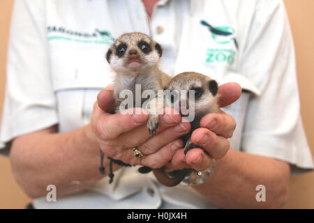 Sydney, Australien. 09. Sep, 2016. HANDOUT - zeigt ein Handout Bild am 21. September 2016 vom Taronga Zoo zur Verfügung gestellt die beiden südafrikanischen Erdmännchen, geboren im August 2016 im Taronga Zoo in Sydney, Australien, 9. September 2016. Der Zoo in Sydney wartet seit sieben Jahren für Nachwuchs. Foto: TARONGA ZOO/Dpa (Achtung EDIORS: Ediotiral Nutzung nur im Zusammenhang mit der Berichterstattung über die jungen Erdmännchen im Taronga Zoo und mit obligatorischen Quelle Kredit: Taronga Zoo/Dpa) / Dpa/Alamy Live News Stockfoto