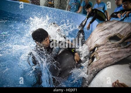 Hefei, China Anhui Provinz. 21. Sep, 2016. Mitarbeiter tragen einen Delphin zurück ins Wasser nach körperlichen Untersuchung bei einem Meerespark in Hefei, Hauptstadt der ostchinesischen Provinz Anhui, 21. September 2016. © Zhang Duan/Xinhua/Alamy Live-Nachrichten Stockfoto