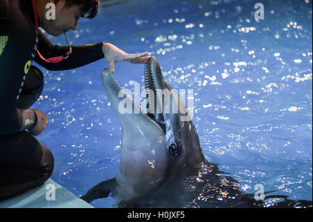 Hefei, China Anhui Provinz. 21. Sep, 2016. Ein Mitarbeiter untersucht den Mund eines Delphins während einer körperlichen Untersuchung auf eine Ocean Park in Hefei, Hauptstadt der ostchinesischen Provinz Anhui, 21. September 2016. © Zhang Duan/Xinhua/Alamy Live-Nachrichten Stockfoto