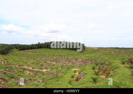 Küste, Riau, Indonesien. 20. Sep, 2016. RIAU, Indonesien - 21.September: Neupflanzung um die Palmen zu ersetzen, die 30 Jahre alte durch neue Setzlinge an asiatische Agri Ölpalme Plantatation am 20. September 2016 in Riau, Indonesien ersetzt hatte. Indonesien ist das größte Land, die Palmöl-Plantagen und der größte Produzent von Crude Palmöl (CPO) hat © Sijori Bilder/ZUMA Draht/Alamy Live News Stockfoto