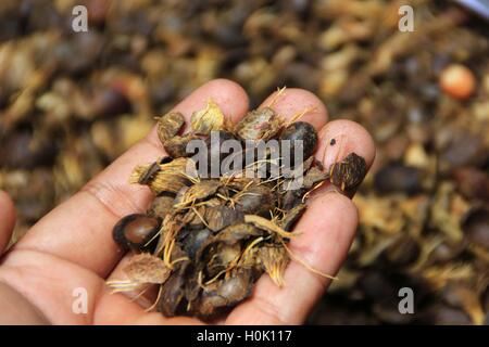 Küste, Riau, Indonesien. 20. Sep, 2016. RIAU, Indonesien - 21.September: Mutter aus Früchten der Ölpalme für Rohstoff brennen Obst an asiatische Agri Ölpalme Plantatation am 20. September 2016 in Riau, Indonesien. Indonesien ist das größte Land, die Palmöl-Plantagen und der größte Produzent von Crude Palmöl (CPO) hat © Sijori Bilder/ZUMA Draht/Alamy Live News Stockfoto