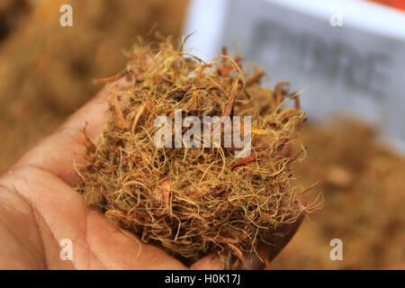 Küste, Riau, Indonesien. 20. Sep, 2016. RIAU, Indonesien - 21.September: Fasern aus Früchten der Ölpalme für Rohstoff brennen Obst an asiatische Agri Ölpalme Plantatation am 20. September 2016 in Riau, Indonesien. Indonesien ist das größte Land, die Palmöl-Plantagen und der größte Produzent von Crude Palmöl (CPO) hat © Sijori Bilder/ZUMA Draht/Alamy Live News Stockfoto