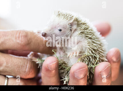 Metelen, Deutschland. 26. August 2016. Ein vier-toed Igel (Atelerix Albiventris) liegt in der Hand von einer Tierpflegerin im Arten Schutz Centre in Metelen, Deutschland, 26. August 2016. Die Arten-Schutz-Zentrum beherbergt derzeit 200 Tiere auf dem isolierten Gelände eines ehemaligen biologischen Forschungsinstituts. Foto: Marcel Kusch/Dpa/Alamy Live News Stockfoto