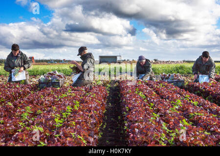 EU-Bauern Arbeiter, Tarleton, Lancashire: 22. September 2016.  EU-Bürger, die saisonale Migranten Landarbeiter, Kommissionierung "Oakleaf" Salat für John Dobson Salat Farmen in Tarleton, Lancashire.  Diese Ernte frisch gepflückten Salat wird über Nacht in Supermärkten in Irland exportiert.  Diesem Bereich wissen vor Ort wie der Lancashire Salatschüssel EU Arbeitnehmer von März bis November wegen ihrer Zuverlässigkeit und Arbeitsmoral beschäftigt.  Viele Pflücker wieder an den gleichen Salat Bauernhof Arbeitgeber jedes Jahr nach den Wintermonaten in ihrer europäischen Heimat zu verbringen. Bildnachweis: Cernan Elias/Alamy Live-Nachrichten Stockfoto