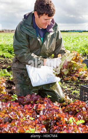 EU-Bauern Arbeiter, Tarleton, Lancashire: 22. September 2016.  "Paulo", der eine EU nationale saisonale umherziehenden Wanderarbeiter Arbeiter, Kommissionierung "Oakleaf" Salat für John Dobson Salat Farmen in Tarleton, Lancashire.  Diese Ernte frisch gepflückten Salat wird über Nacht in Supermärkten in Irland exportiert.  Diesem Bereich wissen vor Ort wie der Lancashire Salatschüssel EU Arbeitnehmer von März bis November wegen ihrer Zuverlässigkeit und Arbeitsmoral beschäftigt.  Viele Pflücker wieder an den gleichen Salat Bauernhof Arbeitgeber jedes Jahr nach den Wintermonaten in ihrer europäischen Heimat zu verbringen. Bildnachweis: Cernan Elias/Alamy Live-Nachrichten Stockfoto