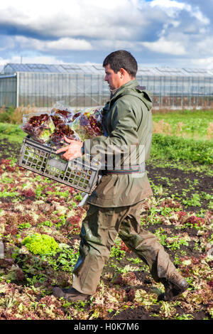 EU-Farmer Workers, Tarleton, Lancashire: 22. September 2016. „Carlos“, ein saisonaler Wanderarbeiter aus der EU, der „Oakleaf“-Salat für die Salatfarmen von John Dobson in Tarleton, Lancashire, sammelt. Diese frisch gepflückte Salaternte wird über Nacht in Supermärkte in Irland exportiert. In diesem Gebiet, das lokal als „Lancashire Salad Bowl“ bekannt ist, werden von März bis November Mitarbeiter der Europäischen Union aufgrund ihrer Zuverlässigkeit und Arbeitsmoral beschäftigt. Viele Pflücker kehren jedes Jahr zum gleichen Arbeitgeber zurück, nachdem sie die Wintermonate in ihrem europäischen Heimatland verbracht haben. Stockfoto