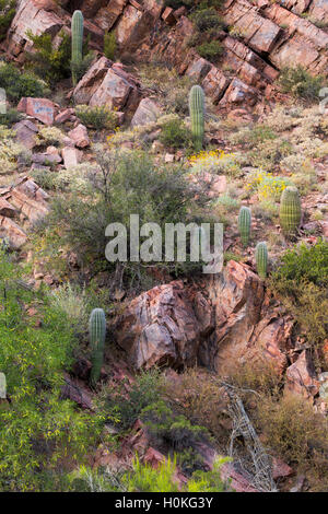 Junge Saguaro Kakteen wachsen auf den felsigen Klippen im Whitford Canyon in den Superstition Mountains. Tonto National Forest, Arizona Stockfoto