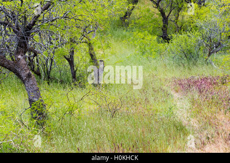 Die Reavis Trail durch Wüste Gräser und Mesquite Bäume in den Superstition Mountains. Tonto National Forest, Arizona Stockfoto