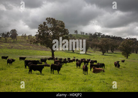 Black Angus Rinder weiden auf grünen Weiden New South Wales Australien Stockfoto