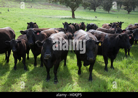 Black Angus Rinder weiden auf grünen Weiden New South Wales Australien Stockfoto