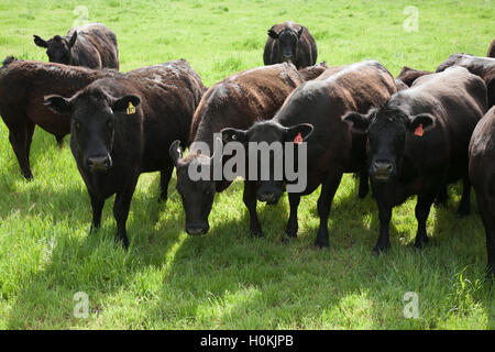 Black Angus Rinder weiden auf grünen Weiden New South Wales Australien Stockfoto