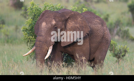 Einsamer Stier Elelephant im Kruger Nationalpark in Südafrika Stockfoto