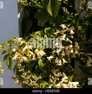 Pandorea pandorana West Australian wonga wonga Vine mit cremefarbenen Blüten im Frühling schmückt einem weißen Holzzaun mit grünen Blättern und Clustern. Stockfoto