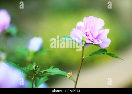violette Blume Hibiskus im Herbst Garten mit flachen Fokus Stockfoto