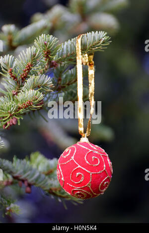 Red Christmas Ball an einen Weihnachtsbaum hängen. Stockfoto