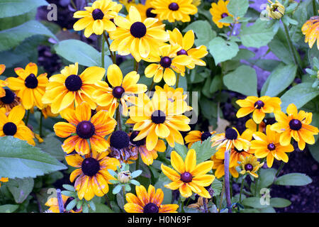 Rudbeckia Hirta, gemeinhin als black eyed Susan. Stockfoto