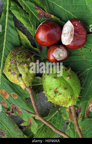 Rosskastanien, perfekt für Herbst Conkers in England, UK Stockfoto