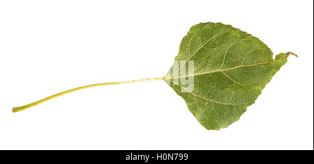 Grünes Blatt Pappel isoliert auf weißem Hintergrund Stockfoto