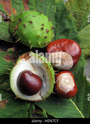 Rosskastanien, perfekt für Herbst Conkers in England, UK Stockfoto