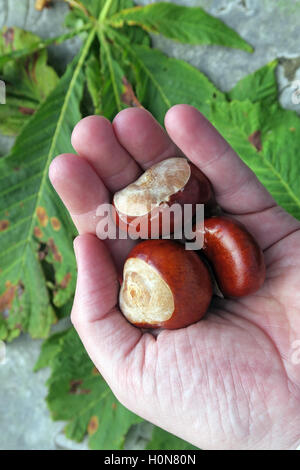 Rosskastanien, perfekt für Herbst Conkers in England, UK Stockfoto