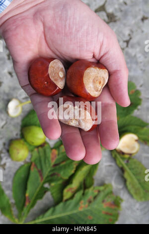 Rosskastanien, perfekt für Herbst Conkers in England, UK Stockfoto