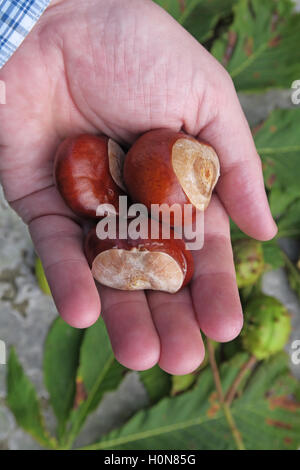 Rosskastanien, perfekt für Herbst Conkers in England, UK Stockfoto