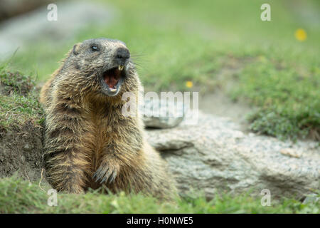 Murmeltier (Marmota), Stubaital, Tirol, Österreich Stockfoto