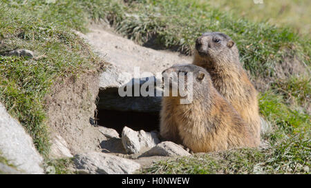 Murmeltier (Marmota) vor ihren Burrow, Stubaital, Tirol, Österreich Stockfoto