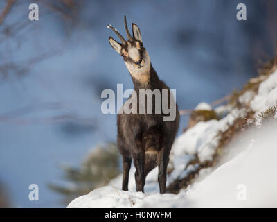 Gemse (Rupicapra rupicapra) in den Schnee, Stubaital, Tirol, Österreich Stockfoto