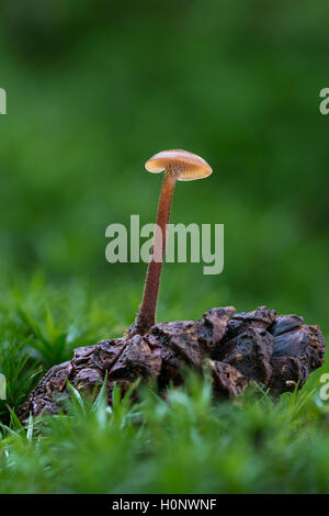 Pinienzapfen Pilz (Auriscalpium vulgare) wachsen auf Kegel, ungenießbar, Mönchbruch Wald, Hessen, Deutschland Stockfoto