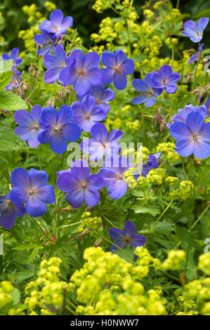 Die Wiese Kran-Rechnung (Geranium pratense), mit blühenden Frauenmantel (Alchemilla), Bayern, Deutschland Stockfoto