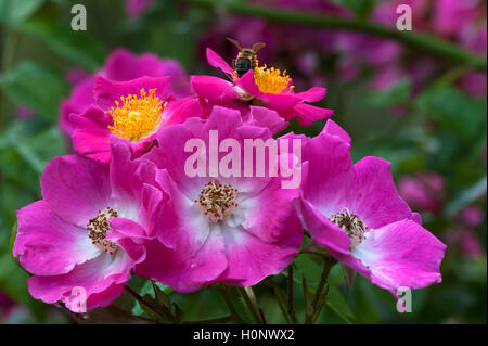 Rosa Blüten der Kletterrose, Sorte amerikanischen Säule (Rosa), mit Honig BIENE (APIS), Bayern, Deutschland Stockfoto