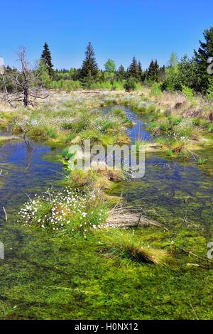 Tussock Wollgras (Eriophorum vaginatum) im Moorland Teiche, Grundbeckenmoor, Nicklheim, Voralpenland, Bayern, Deutschland Stockfoto