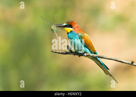 Europäische Bienenfresser (Merops apiaster) mit Libelle, Beute, Burgenland, Österreich Stockfoto