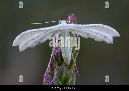 White plume Motte (Pterophorus pentadactyla), Burgenland, Österreich Stockfoto