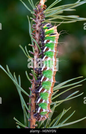 Spanisch moon Moth (Graellsia isabellae) Caterpillar, in der fünften Phase, Captive Stockfoto