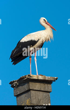 Weißstorch (Ciconia ciconia) auf einem Kamin, Rudersdorf, Burgenland, Österreich Stockfoto