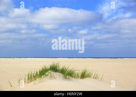 Strandhafer (Ammophila arenaria), Norden, Norderney, Ostfriesische Inseln, Niedersachsen, Deutschland Stockfoto
