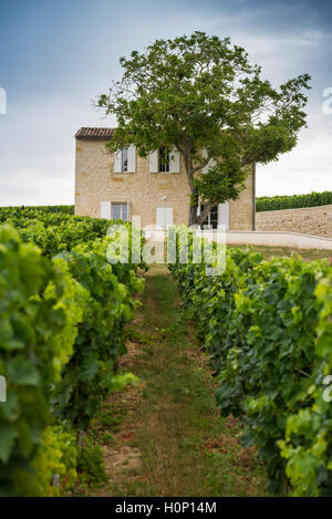 Weinberg und Haus in der Nähe von Saint Emilion, Bordeaux, Frankreich, Europa Stockfoto