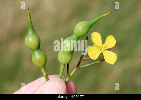 Meer Rettich Raphanus Raphanistrum Subspecies Maritimus Samenkapseln und Blume Stockfoto