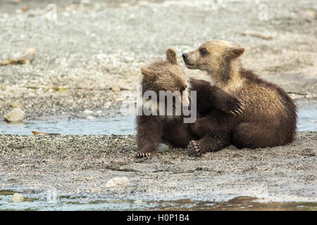 Lustige Braunbär jungen auf dem Ufer der Kurilen-See. Stockfoto